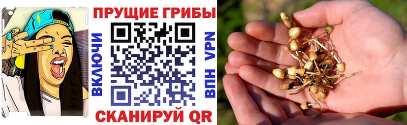 продажа наркотиков  OMG онион  Псилоцибиновые грибы Psilocybine cubensis  Струнино 